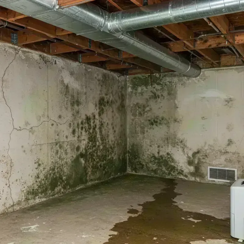 Professional Mold Removal in Velva, ND